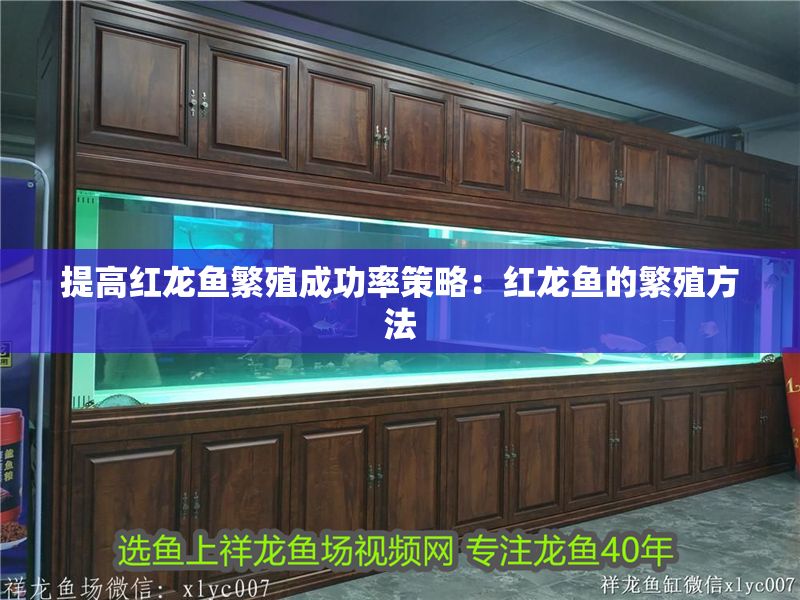 提高紅龍魚繁殖成功率策略：紅龍魚的繁殖方法