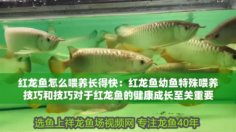 紅龍魚怎么喂養長得快：紅龍魚幼魚特殊喂養技巧和技巧對于紅龍魚的健康成長至關重要