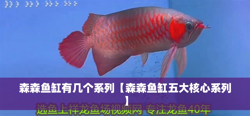 森森魚缸有幾個系列【森森魚缸五大核心系列】 森森魚缸有幾個系列【森森魚缸五大核心系列】 龍魚論壇