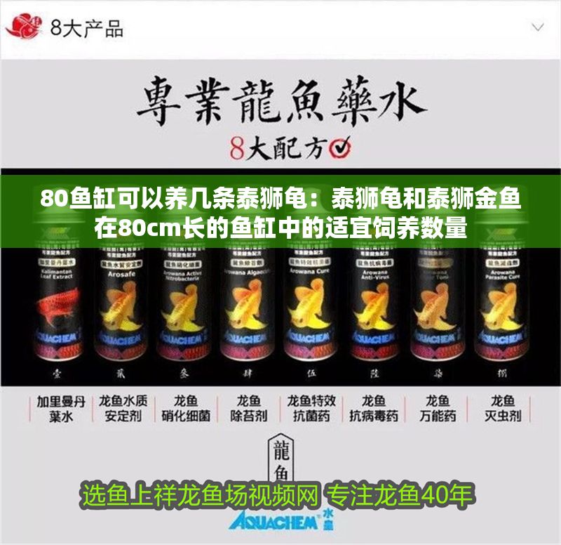 80魚缸可以養(yǎng)幾條泰獅龜：泰獅龜和泰獅金魚在80cm長的魚缸中的適宜飼養(yǎng)數(shù)量 80魚缸可以養(yǎng)幾條泰獅龜：泰獅龜和泰獅金魚在80cm長的魚缸中的適宜飼養(yǎng)數(shù)量 魚缸百科 第2張