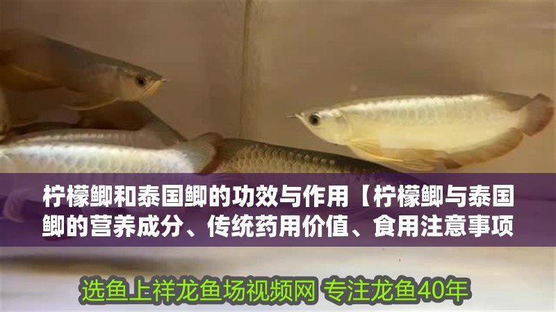 檸檬鯽和泰國(guó)鯽的功效與作用【檸檬鯽與泰國(guó)鯽的營(yíng)養(yǎng)成分、傳統(tǒng)藥用價(jià)值、食用注意事項(xiàng)】