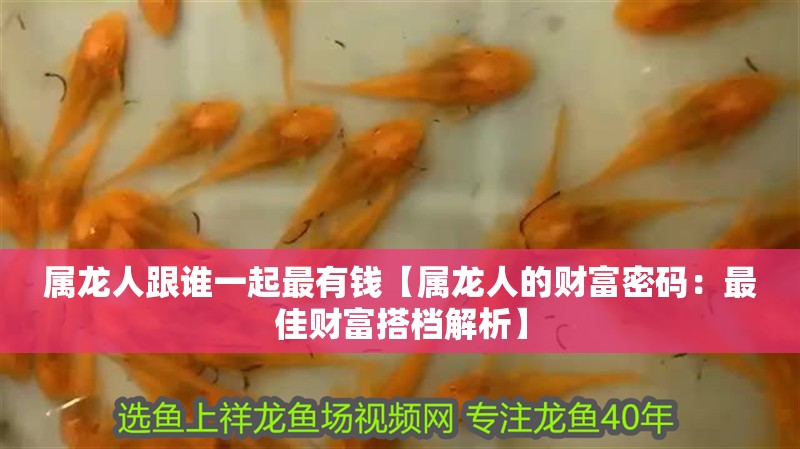 屬龍人跟誰一起最有錢【屬龍人的財富密碼：最佳財富搭檔解析】