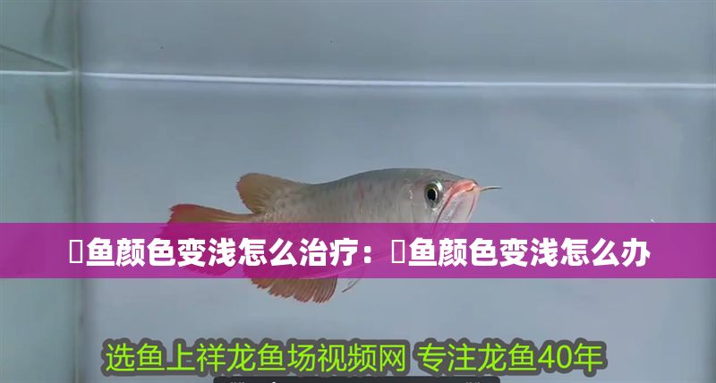 魟魚顏色變淺怎么治療：魟魚顏色變淺怎么辦