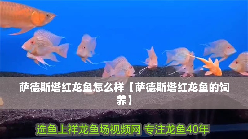 薩德斯塔紅龍魚怎么樣【薩德斯塔紅龍魚的飼養】