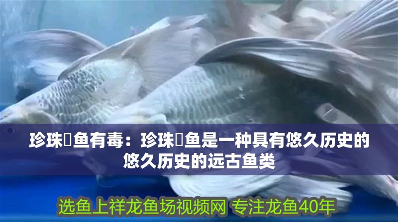珍珠魟魚有毒：珍珠魟魚是一種具有悠久歷史的悠久歷史的遠(yuǎn)古魚類