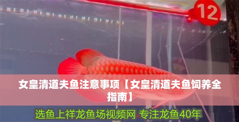 女皇清道夫魚注意事項【女皇清道夫魚飼養全指南】