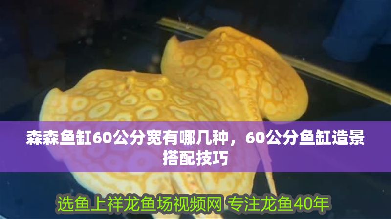 森森魚缸60公分寬有哪幾種，60公分魚缸造景搭配技巧