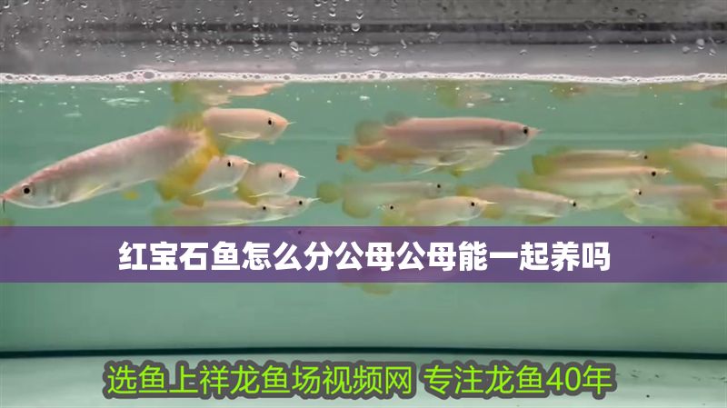 紅寶石魚怎么分公母公母能一起養嗎