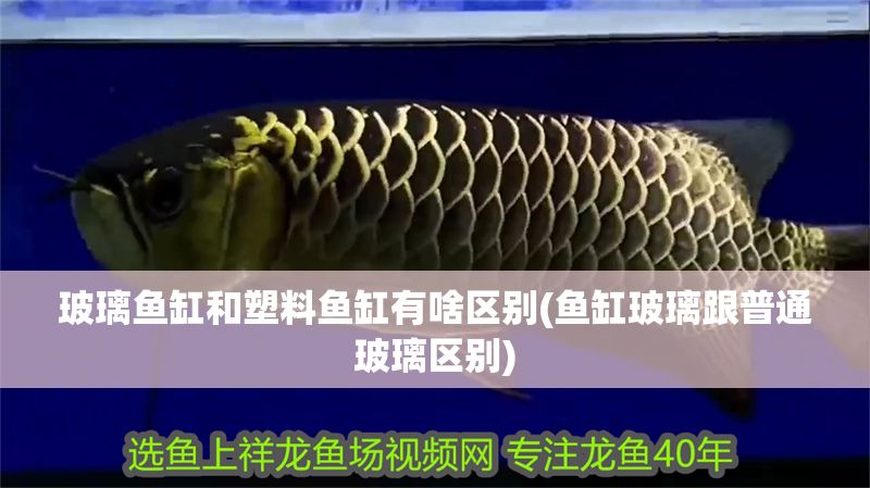 玻璃魚缸和塑料魚缸有啥區別(魚缸玻璃跟普通玻璃區別)