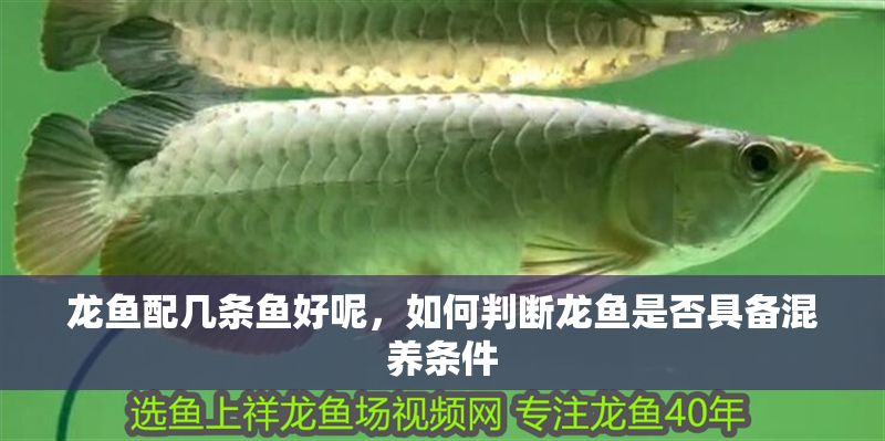 龍魚配幾條魚好呢，如何判斷龍魚是否具備混養條件