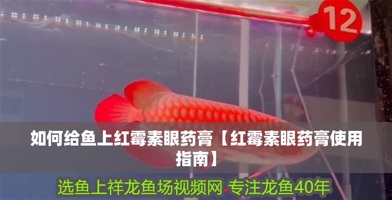 如何給魚上紅霉素眼藥膏【紅霉素眼藥膏使用指南】