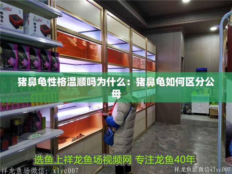 豬鼻龜性格溫順嗎為什么：豬鼻龜如何區分公母