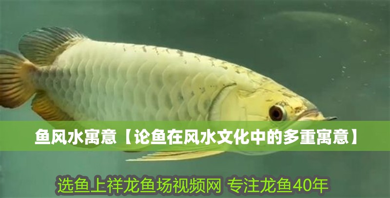 魚風水寓意【論魚在風水文化中的多重寓意】