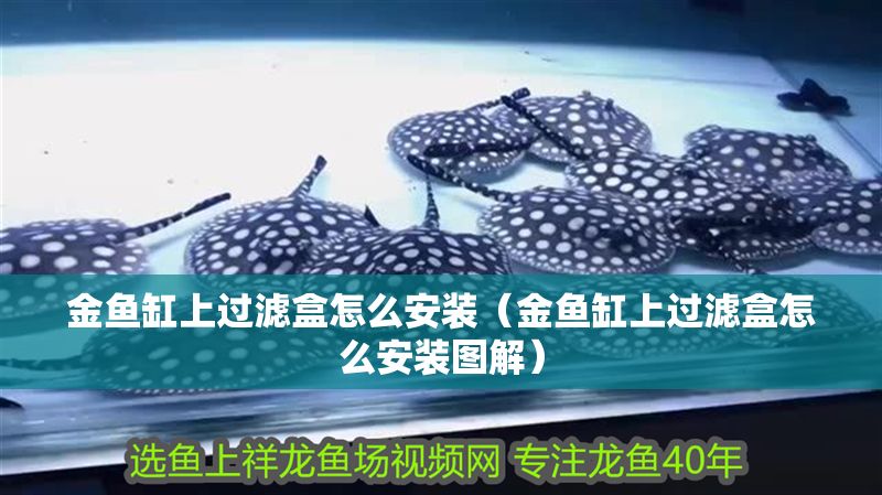 金魚缸上過濾盒怎么安裝（金魚缸上過濾盒怎么安裝圖解）