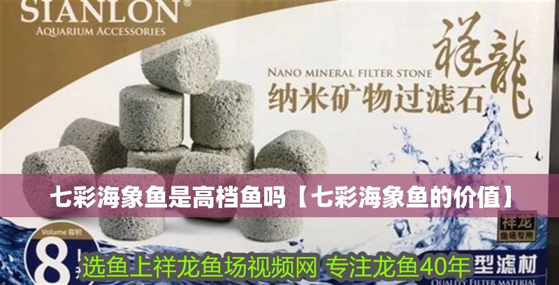 七彩海象魚是高檔魚嗎【七彩海象魚的價值】