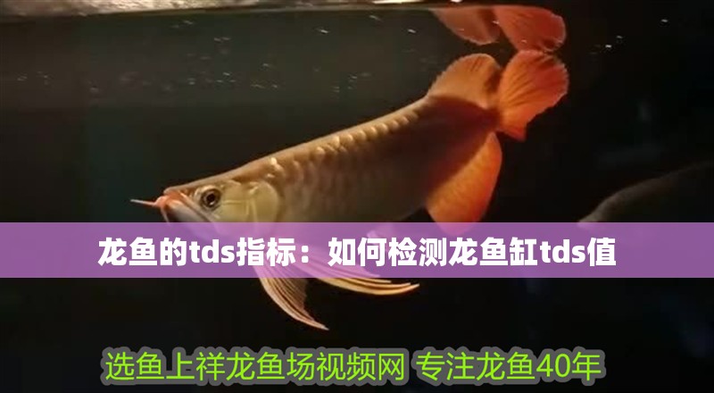 龍魚的tds指標：如何檢測龍魚缸tds值