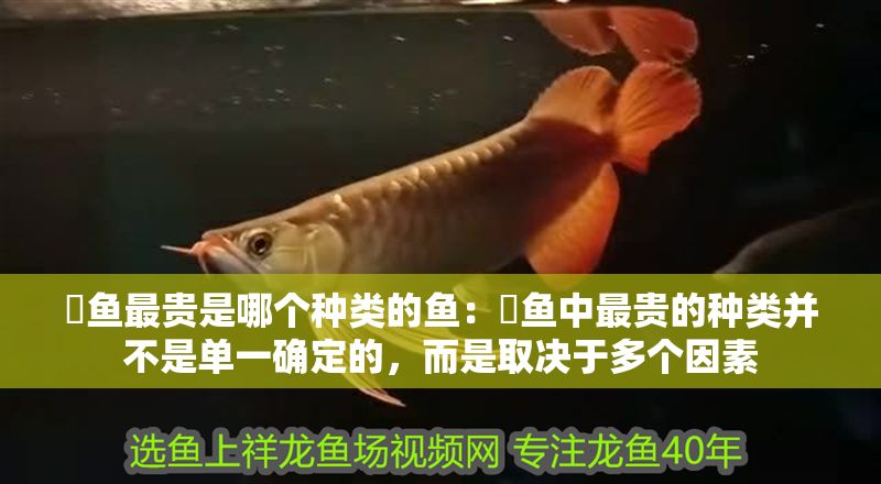 魟魚最貴是哪個種類的魚：魟魚中最貴的種類并不是單一確定的，而是取決于多個因素