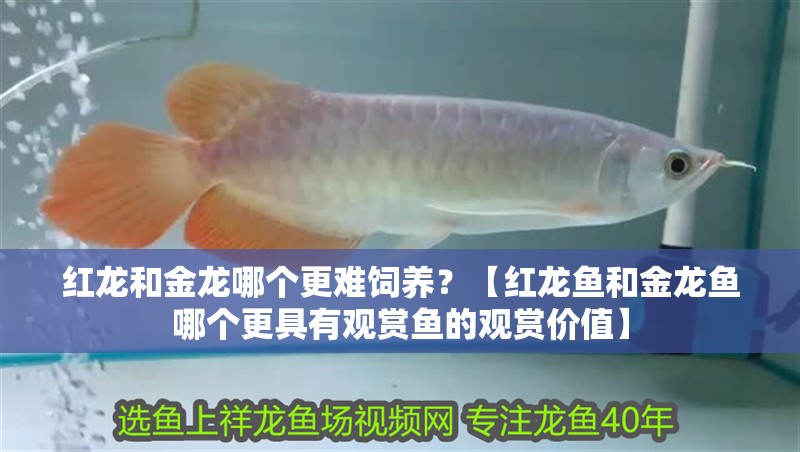 紅龍和金龍哪個更難飼養？【紅龍魚和金龍魚哪個更具有觀賞魚的觀賞價值】