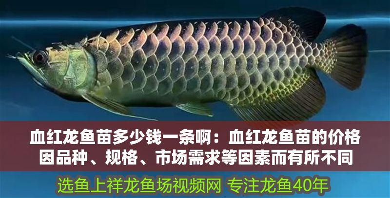 血紅龍魚苗多少錢一條啊:血紅龍魚苗的價格因品種、規(guī)格、市場需求等因素而有所不同 紅龍魚百科 第1張 血紅龍魚苗多少錢一條啊:血紅龍魚苗的價格因品種、規(guī)格、市場需求等因素而有所不同 血紅龍魚苗多少錢一條啊:血紅龍魚苗的價格因品種、規(guī)格、市場需求等因素而有所不同 紅龍魚百科 第1張