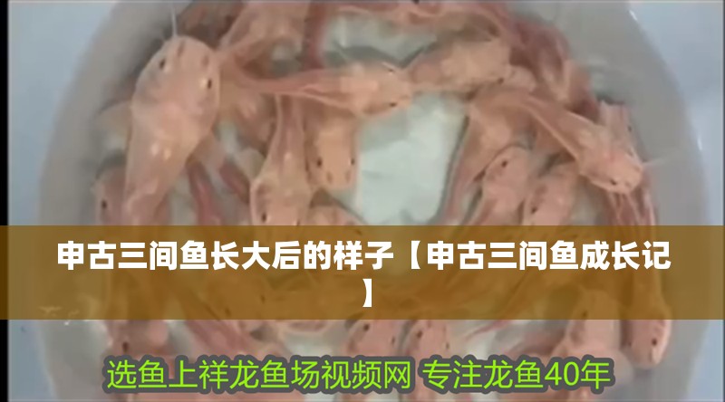 申古三間魚長大后的樣子【申古三間魚成長記】 申古三間魚長大后的樣子【申古三間魚成長記】 龍魚論壇