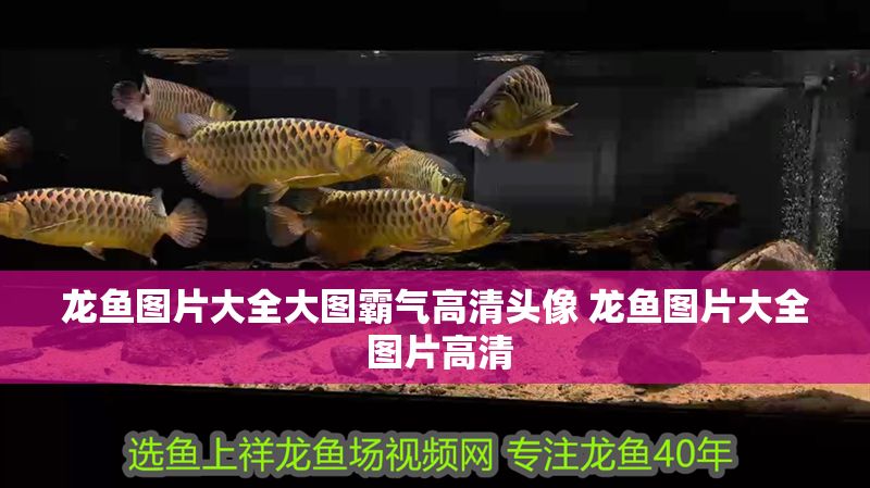 龍魚圖片大全大圖霸氣高清頭像 龍魚圖片大全 圖片高清