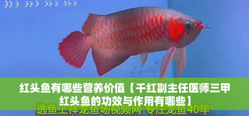 紅頭魚有哪些營養價值【千紅副主任醫師三甲紅頭魚的功效與作用有哪些】