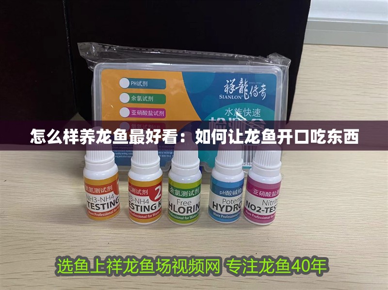 怎么樣養(yǎng)龍魚最好看：如何讓龍魚開口吃東西