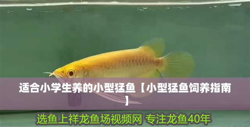 適合小學生養的小型猛魚【小型猛魚飼養指南】