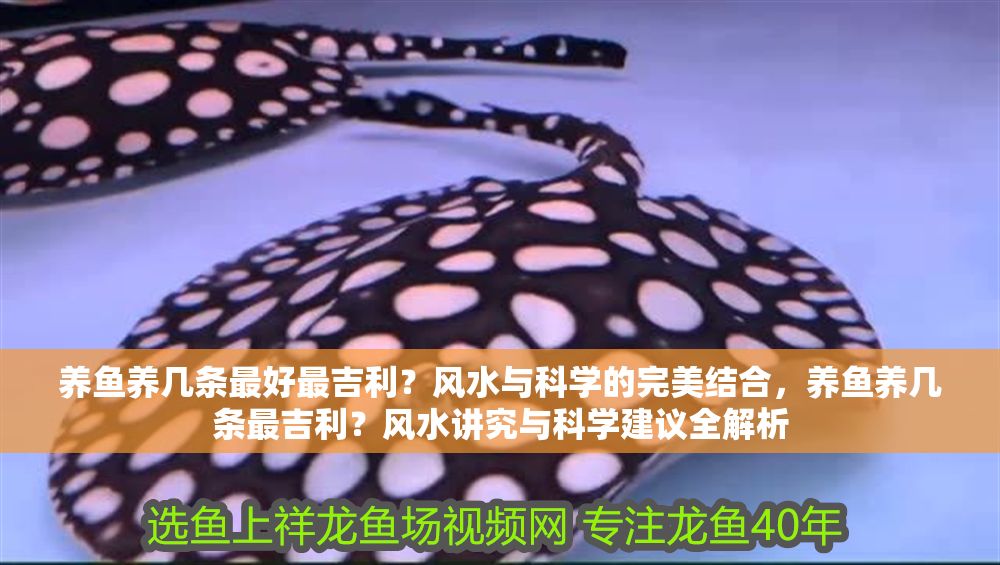 養(yǎng)魚養(yǎng)幾條最好最吉利？風(fēng)水與科學(xué)的完美結(jié)合，養(yǎng)魚養(yǎng)幾條最吉利？風(fēng)水講究與科學(xué)建議全解析 養(yǎng)魚養(yǎng)幾條最好最吉利？風(fēng)水與科學(xué)的完美結(jié)合，養(yǎng)魚養(yǎng)幾條最吉利？風(fēng)水講究與科學(xué)建議全解析 龍魚百科 第1張