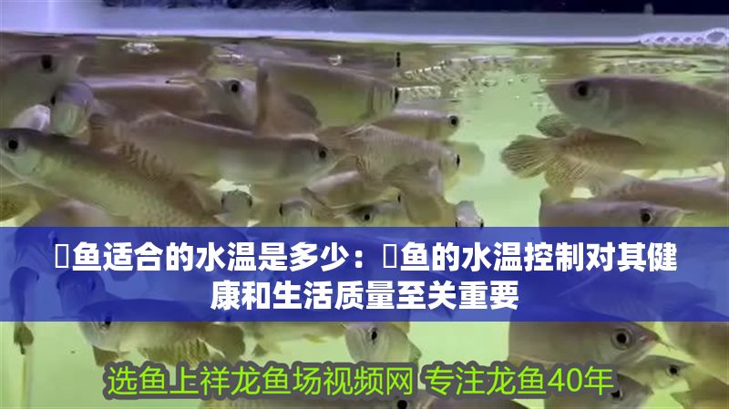魟魚適合的水溫是多少：魟魚的水溫控制對其健康和生活質量至關重要