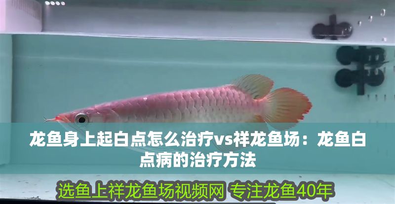龍魚身上起白點怎么治療vs祥龍魚場：龍魚白點病的治療方法