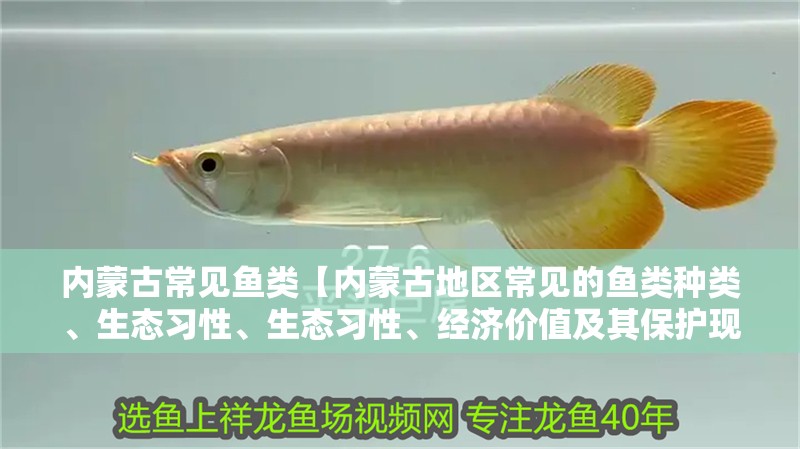 內(nèi)蒙古常見魚類【內(nèi)蒙古地區(qū)常見的魚類種類、生態(tài)習(xí)性、生態(tài)習(xí)性、經(jīng)濟(jì)價(jià)值及其保護(hù)現(xiàn)狀】 內(nèi)蒙古常見魚類【內(nèi)蒙古地區(qū)常見的魚類種類、生態(tài)習(xí)性、生態(tài)習(xí)性、經(jīng)濟(jì)價(jià)值及其保護(hù)現(xiàn)狀】 龍魚論壇