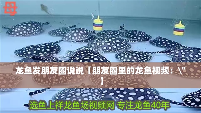 龍魚發(fā)朋友圈說說【朋友圈里的龍魚視頻：\