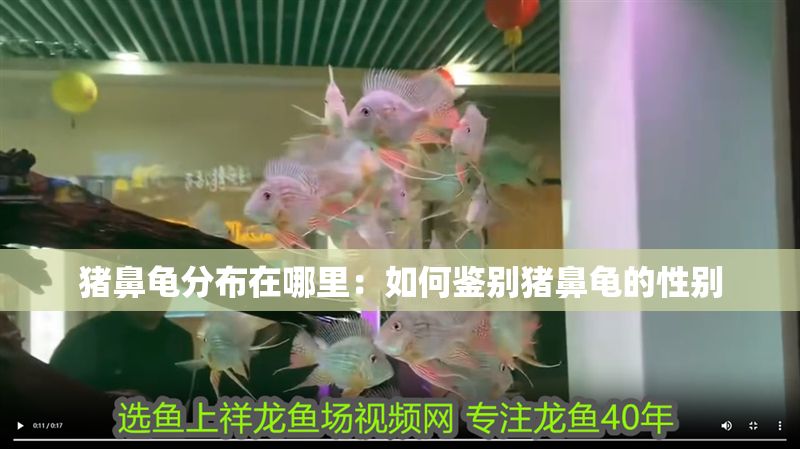 豬鼻龜分布在哪里:如何鑒別豬鼻龜的性別 豬鼻龜百科 第1張 豬鼻龜分布在哪里:如何鑒別豬鼻龜的性別 豬鼻龜分布在哪里:如何鑒別豬鼻龜的性別 豬鼻龜百科 第1張