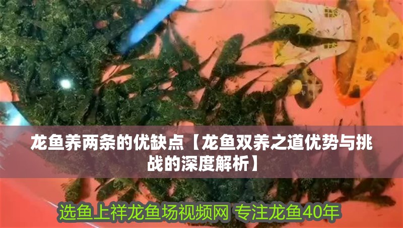 龍魚養兩條的優缺點【龍魚雙養之道優勢與挑戰的深度解析】