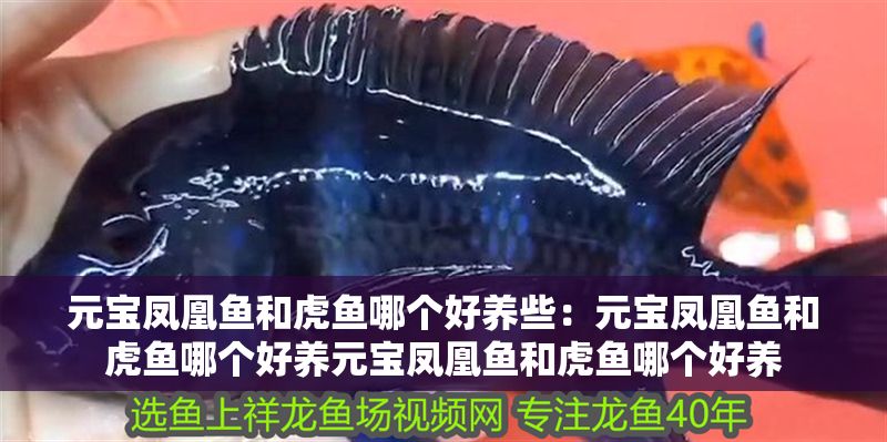 元寶鳳凰魚和虎魚哪個(gè)好養(yǎng)些：元寶鳳凰魚和虎魚哪個(gè)好養(yǎng)元寶鳳凰魚和虎魚哪個(gè)好養(yǎng)