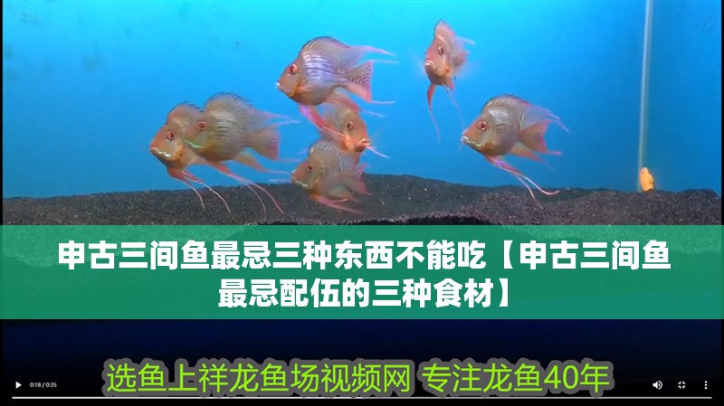 申古三間魚最忌三種東西不能吃【申古三間魚最忌配伍的三種食材】