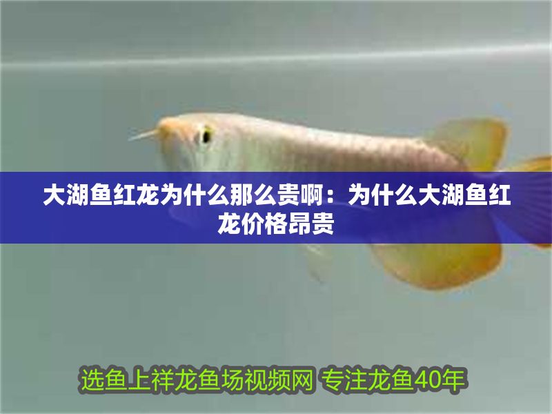 大湖魚紅龍為什么那么貴啊：為什么大湖魚紅龍價格昂貴