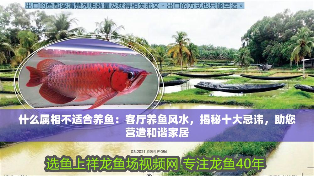什么屬相不適合養(yǎng)魚：客廳養(yǎng)魚風水，揭秘十大忌諱，助您營造和諧家居