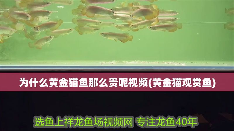 為什么黃金貓魚那么貴呢視頻(黃金貓觀賞魚)