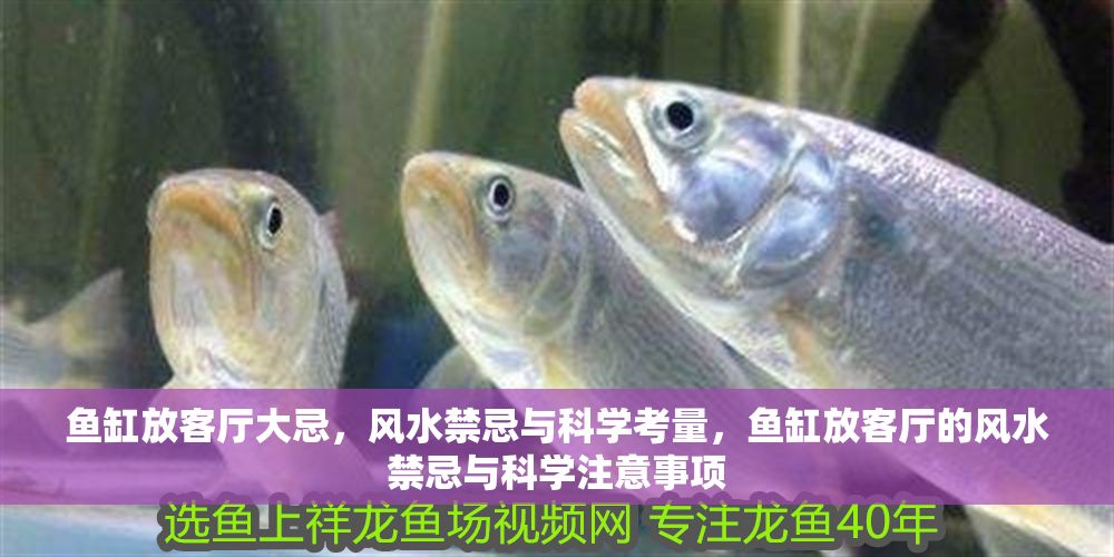 魚缸放客廳大忌，風水禁忌與科學考量，魚缸放客廳的風水禁忌與科學注意事項