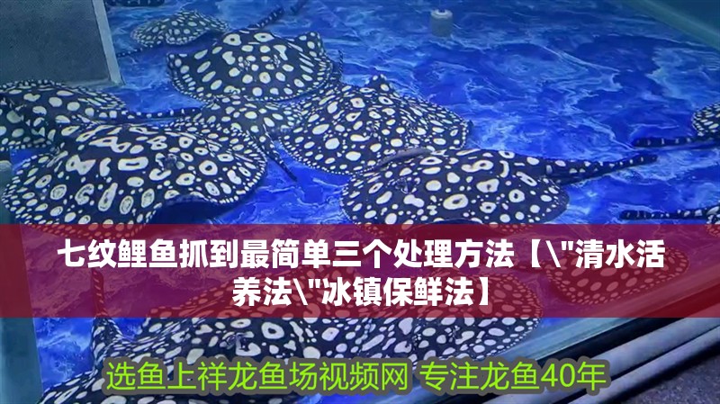 七紋鯉魚抓到最簡單三個處理方法【\