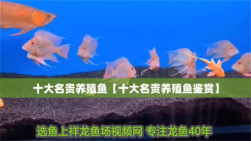 十大名貴養殖魚【十大名貴養殖魚鑒賞】