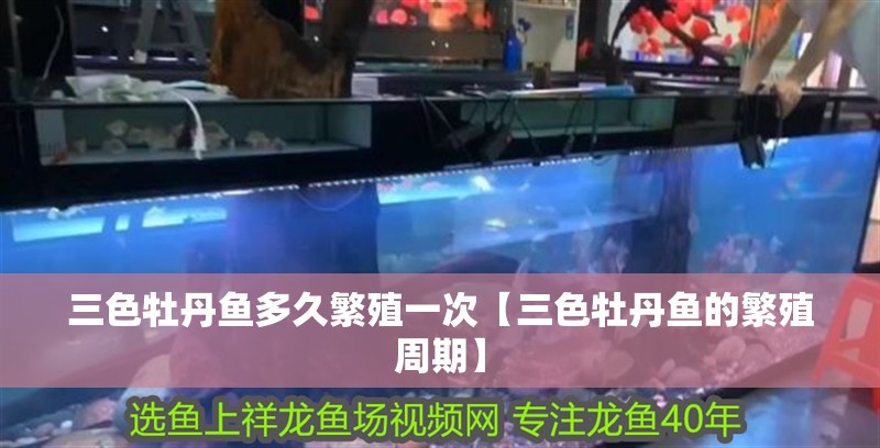 三色牡丹魚多久繁殖一次【三色牡丹魚的繁殖周期】