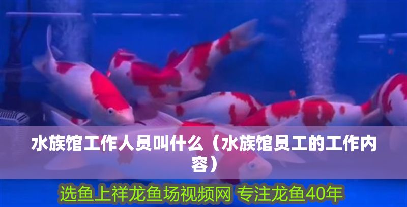 水族館工作人員叫什么（水族館員工的工作內容）