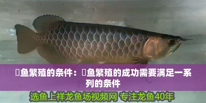 魟魚繁殖的條件：魟魚繁殖的成功需要滿足一系列的條件