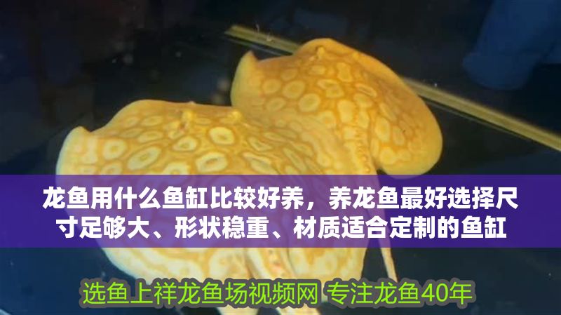 龍魚用什么魚缸比較好養，養龍魚最好選擇尺寸足夠大、形狀穩重、材質適合定制的魚缸