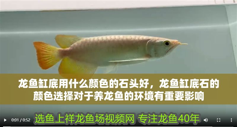 龍魚(yú)缸底用什么顏色的石頭好，龍魚(yú)缸底石的顏色選擇對(duì)于養(yǎng)龍魚(yú)的環(huán)境有重要影響