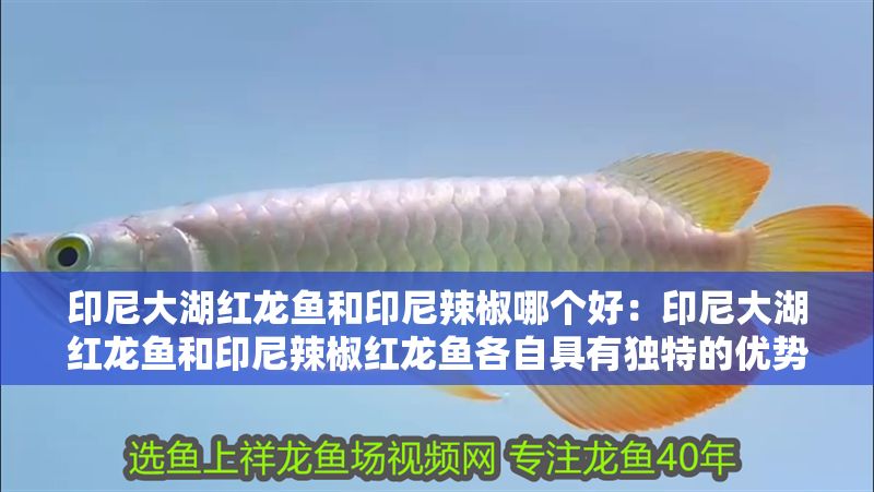 印尼大湖紅龍魚和印尼辣椒哪個好：印尼大湖紅龍魚和印尼辣椒紅龍魚各自具有獨特的優勢和優勢