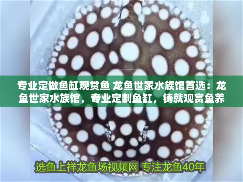專業(yè)定做魚(yú)缸觀賞魚(yú) 龍魚(yú)世家水族館首選：龍魚(yú)世家水族館，專業(yè)定制魚(yú)缸，鑄就觀賞魚(yú)養(yǎng)護(hù)傳奇